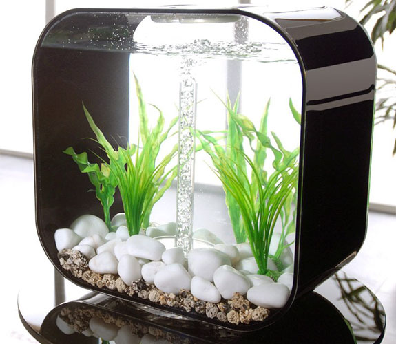 Biorb Aquarium