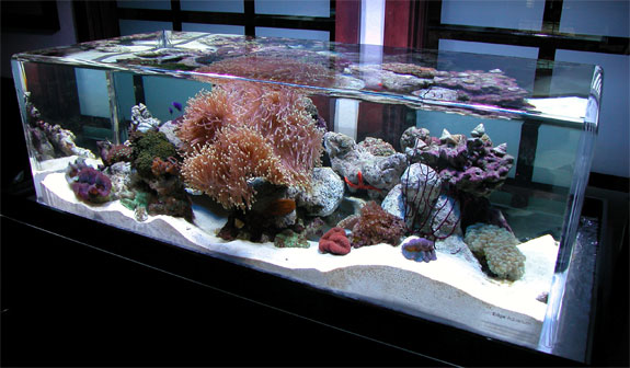 Cool Aquariums: Zero Edge